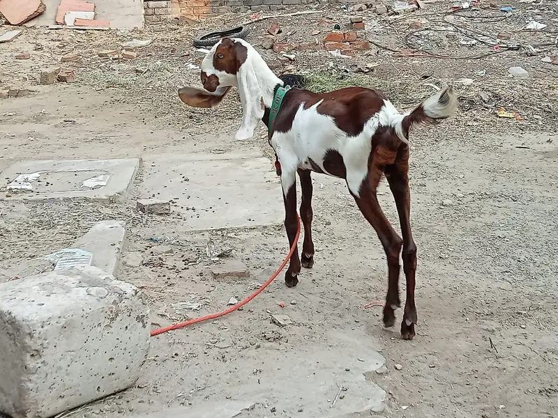 Desi Betal Bakri — photo 4