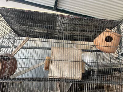 Birds cage