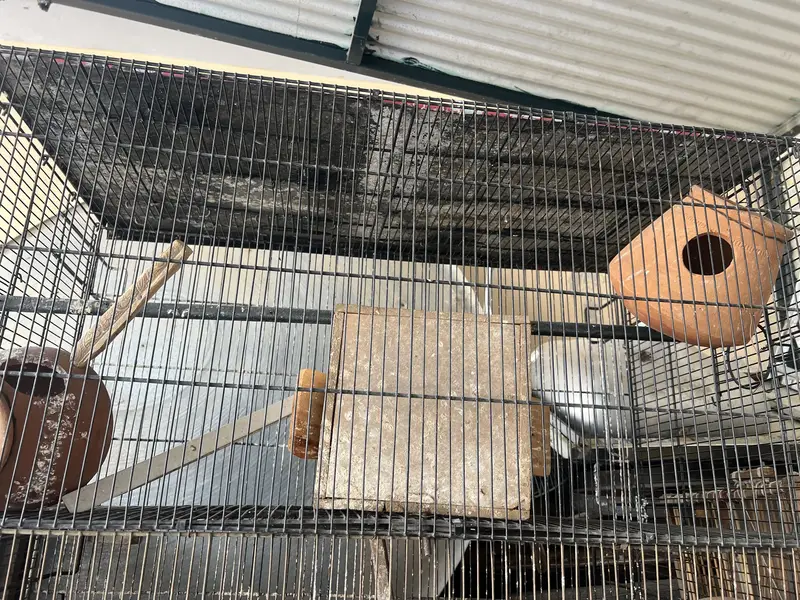 Birds cage