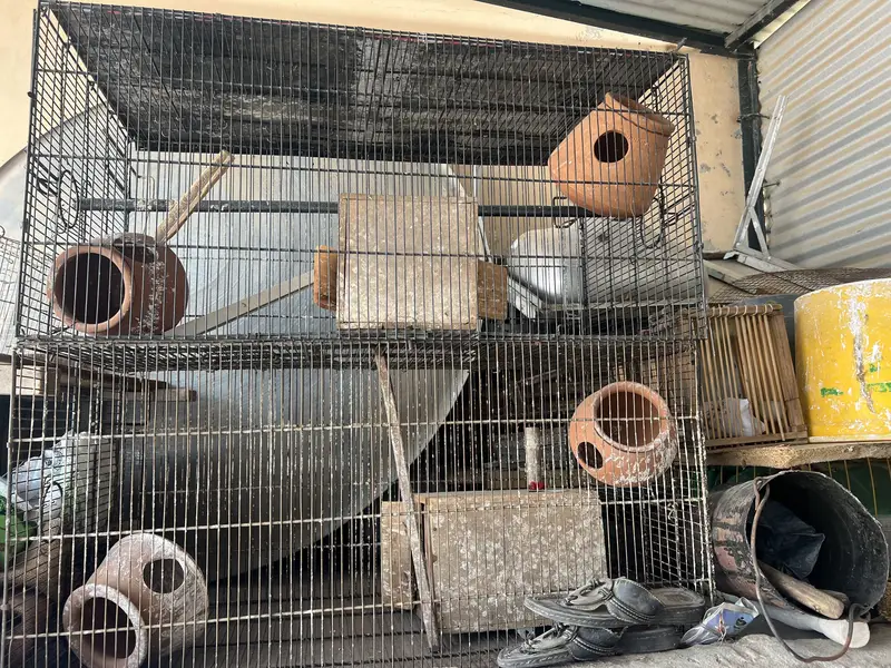 Birds cage — photo 2