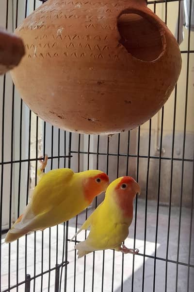 sirf bird shoqen ky liye brder pair for sale kumharan wala madni chowk