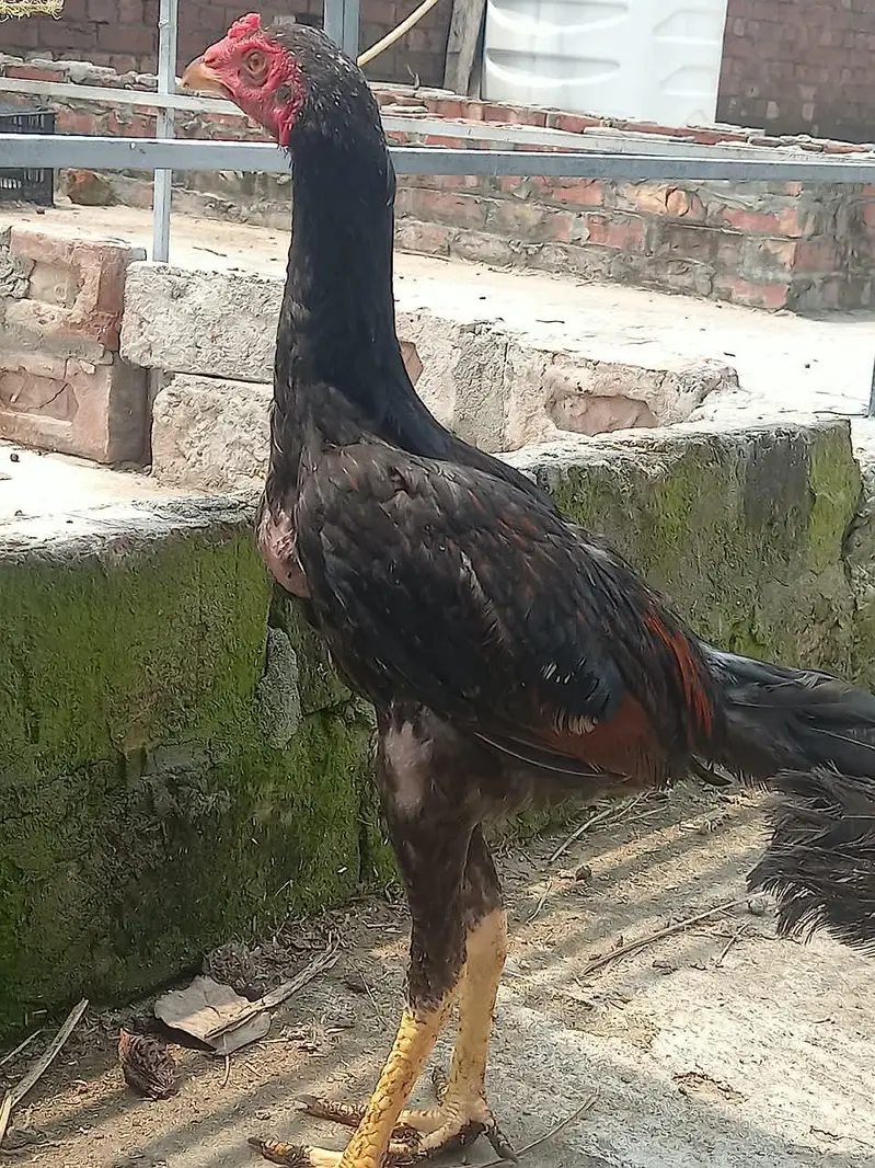 Thai pathy for sale.   video k leay Whatsapp krain.   03450343443 — photo 2