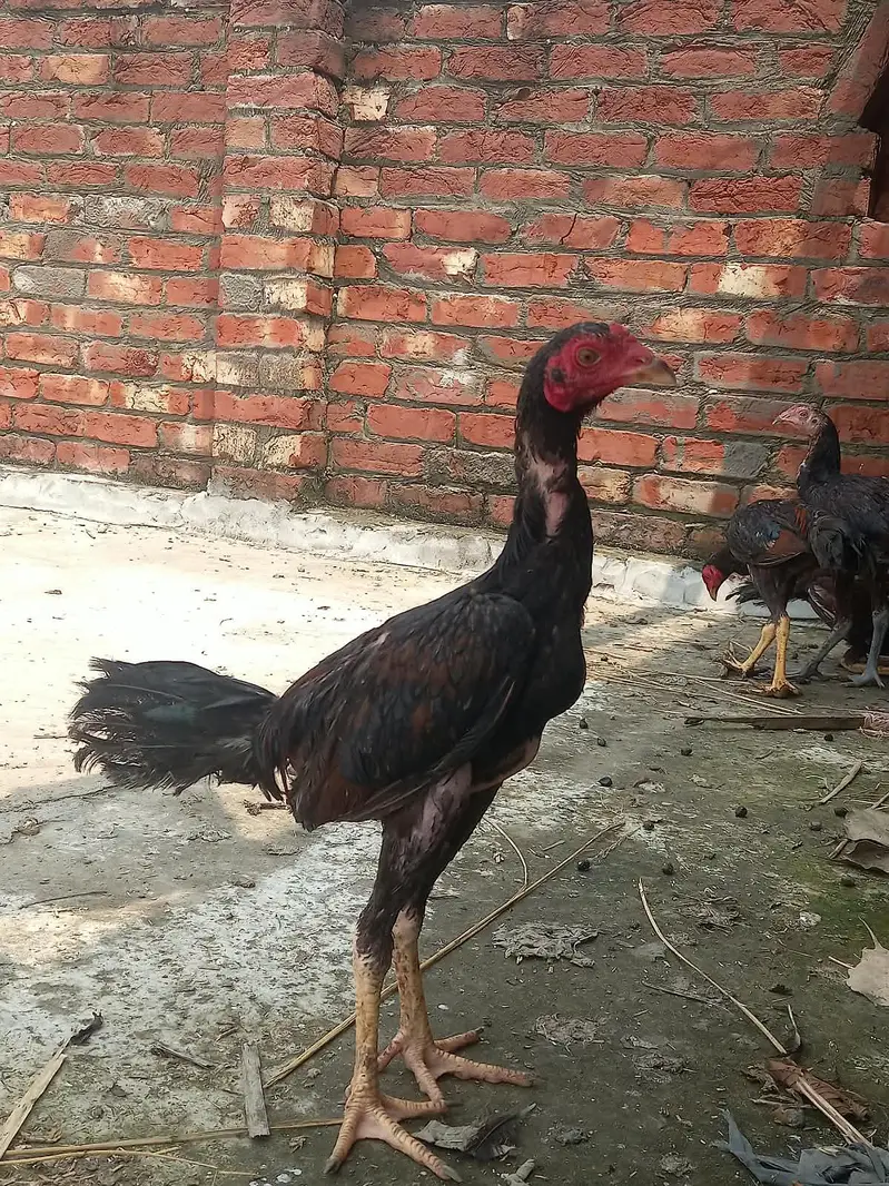 Thai pathy for sale.   video k leay Whatsapp krain.   03450343443 — photo 3