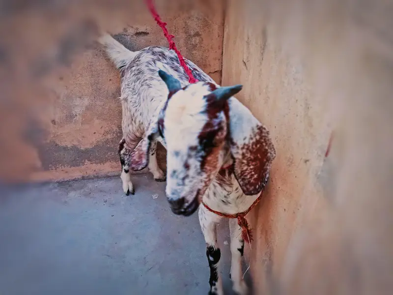 Ablaq Kamori Path — photo 5