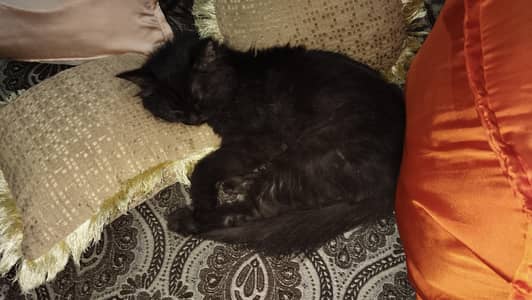 Pure black percian kitten cat ( Contact : 03085375647 )