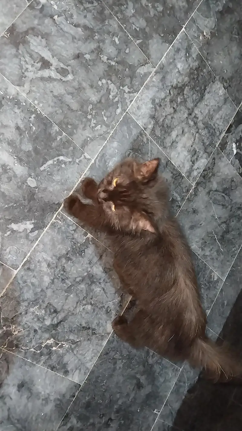 Pure black percian kitten cat ( Contact : 03085375647 ) — photo 2
