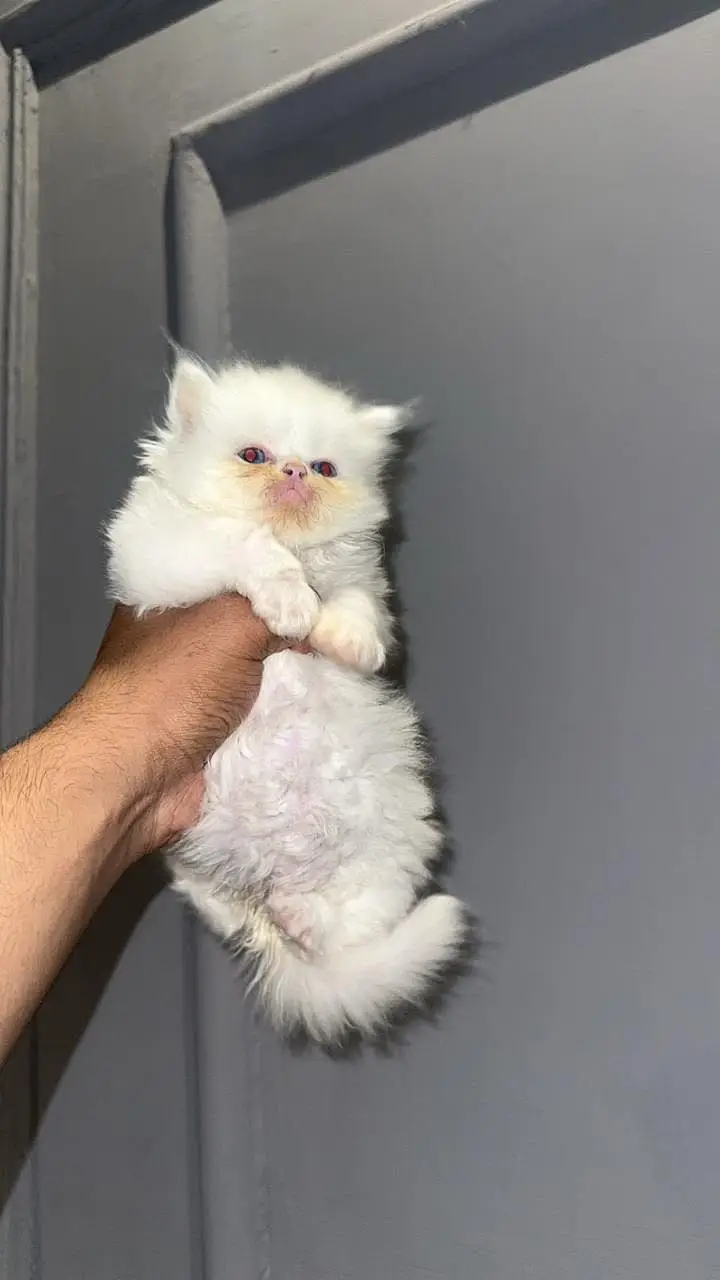 Persian Cat Pair Available — photo 4
