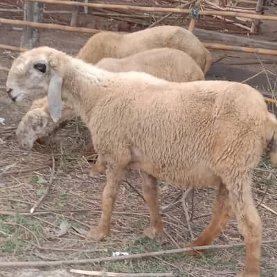 sheep gr sale