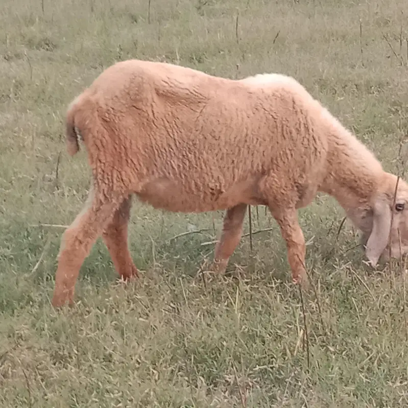 sheep gr sale — photo 2