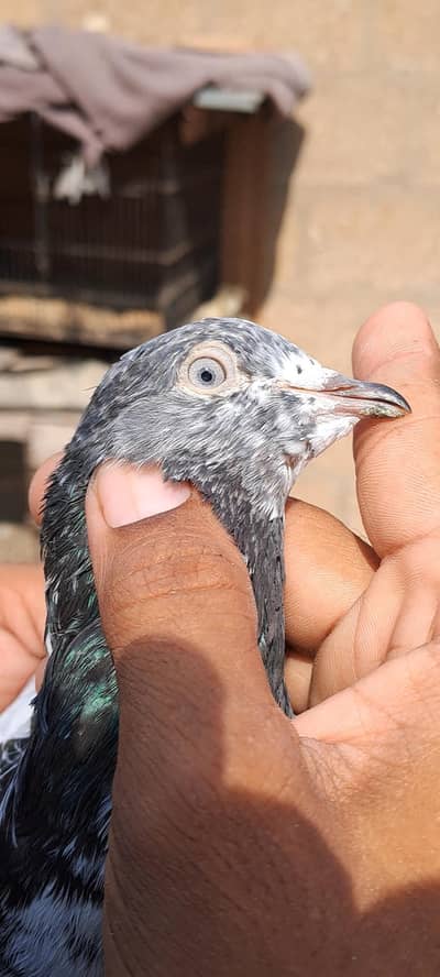 Teddy cross Rampuri Female Ferozpuri