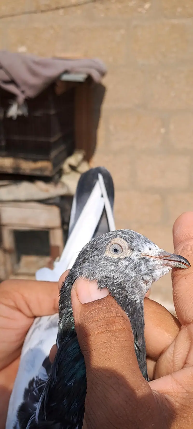 Teddy cross Rampuri Female Ferozpuri — photo 2