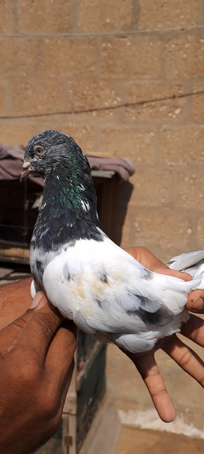 Teddy cross Rampuri Female Ferozpuri — photo 3