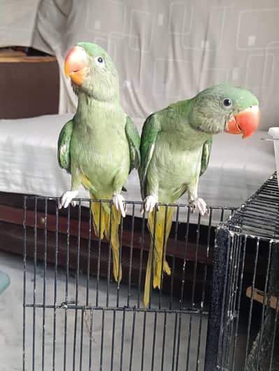 RAW PARROT HAND TAME AND FLY TAME PAIR FOR SALE