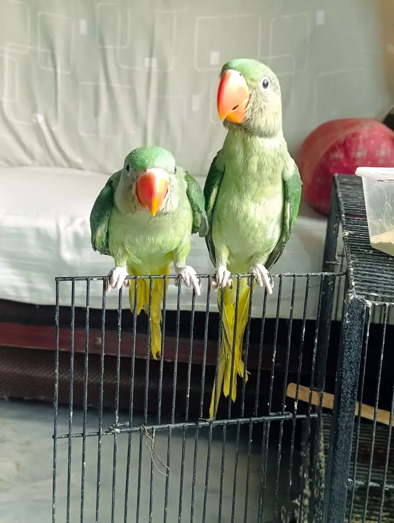 RAW PARROT HAND TAME AND FLY TAME PAIR FOR SALE — photo 2