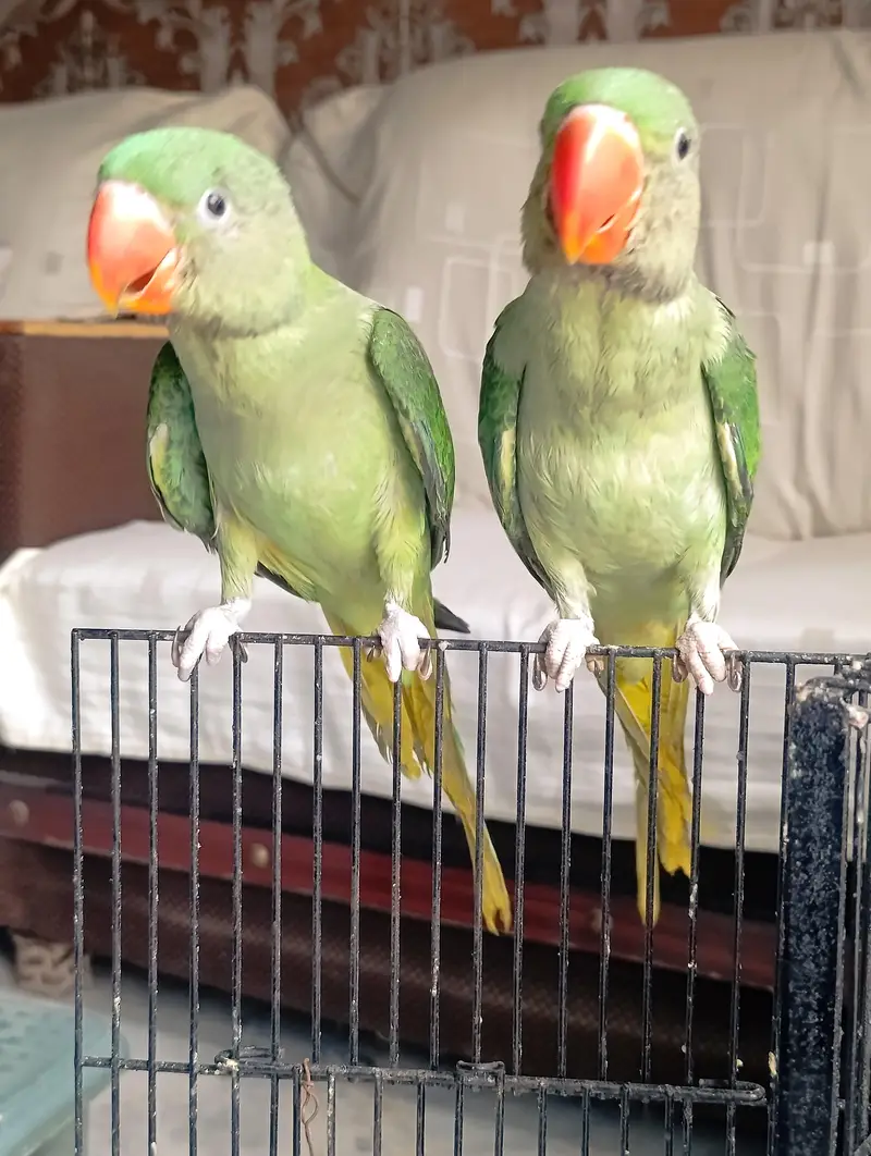 RAW PARROT HAND TAME AND FLY TAME PAIR FOR SALE — photo 3