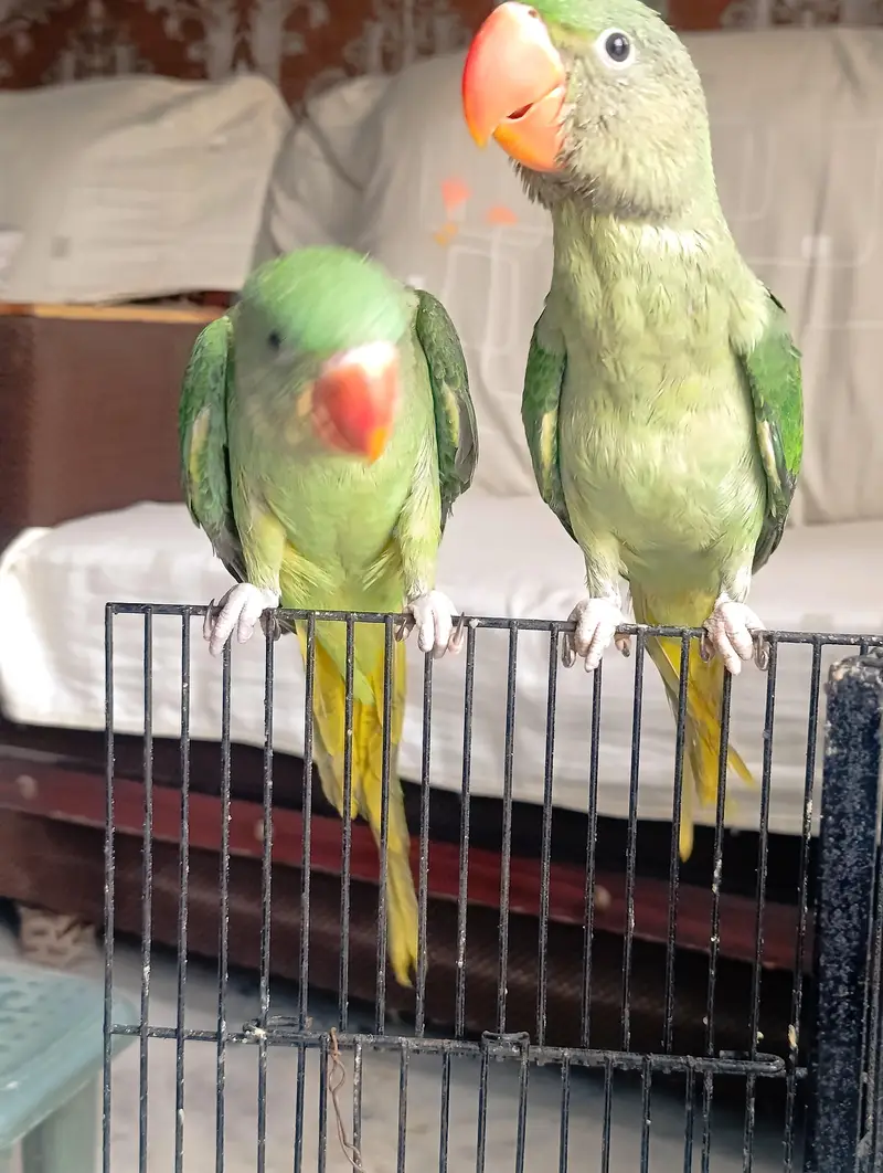 RAW PARROT HAND TAME AND FLY TAME PAIR FOR SALE — photo 4
