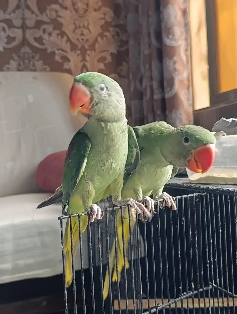 RAW PARROT HAND TAME AND FLY TAME PAIR FOR SALE — photo 5