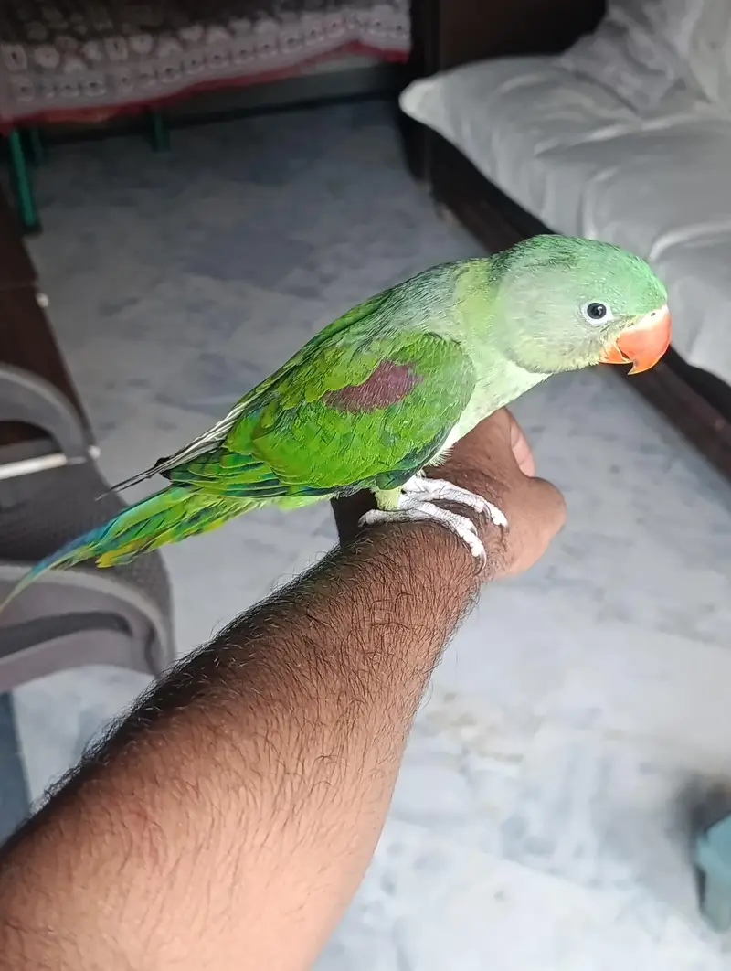 RAW PARROT HAND TAME AND FLY TAME PAIR FOR SALE — photo 8