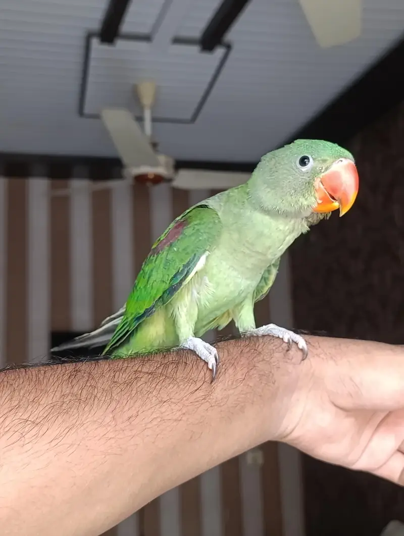 RAW PARROT HAND TAME AND FLY TAME PAIR FOR SALE — photo 10