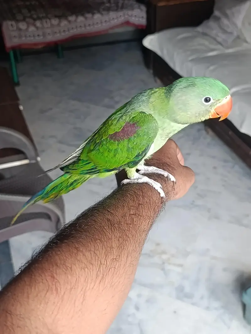 RAW PARROT HAND TAME AND FLY TAME PAIR FOR SALE — photo 11