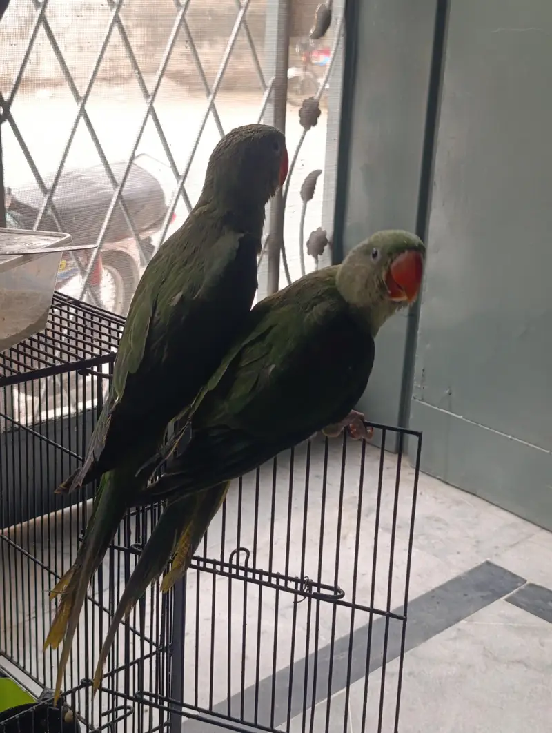 RAW PARROT HAND TAME AND FLY TAME PAIR FOR SALE — photo 12