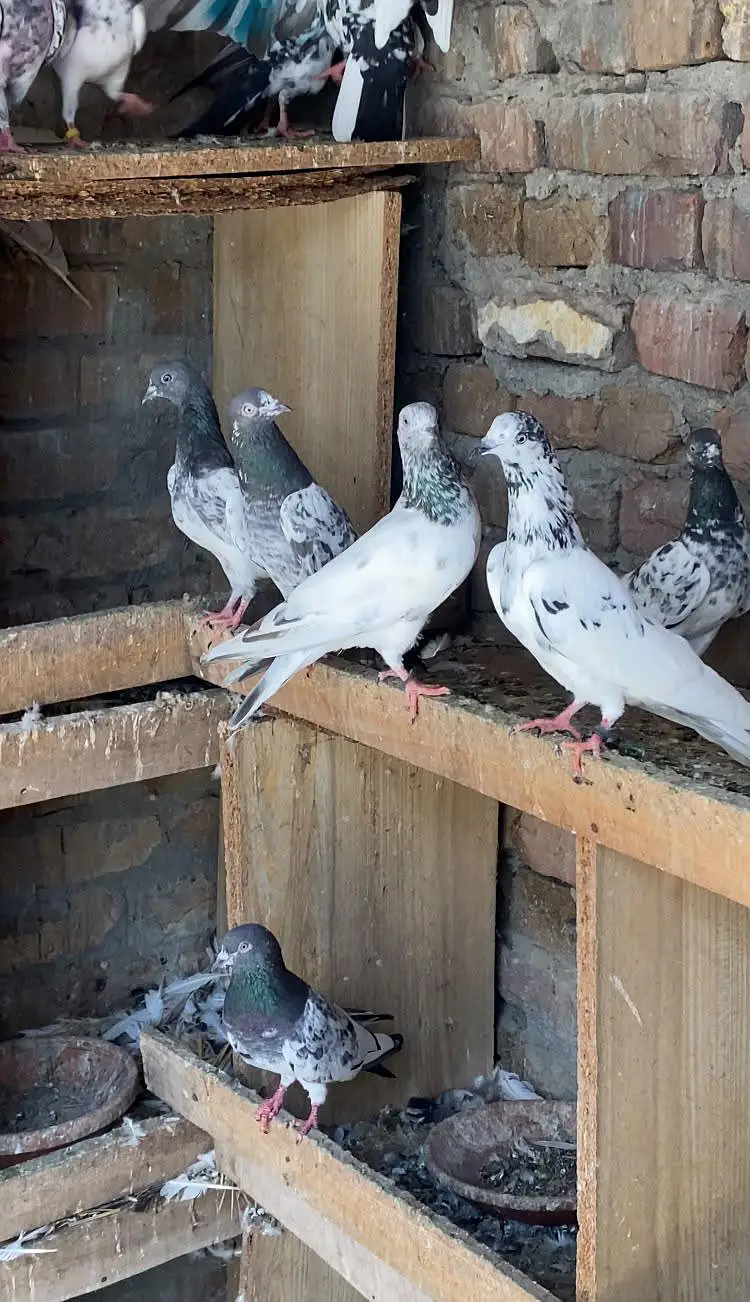 22 kabotar for sale achy kabotar hn