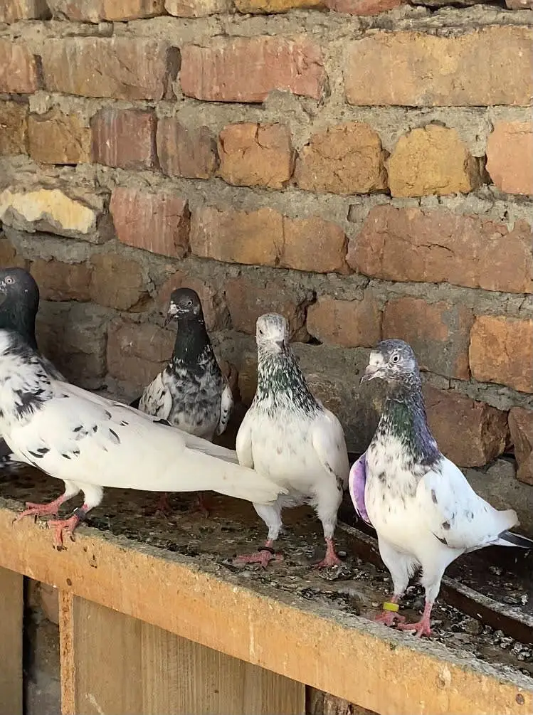 22 kabotar for sale achy kabotar hn — photo 2