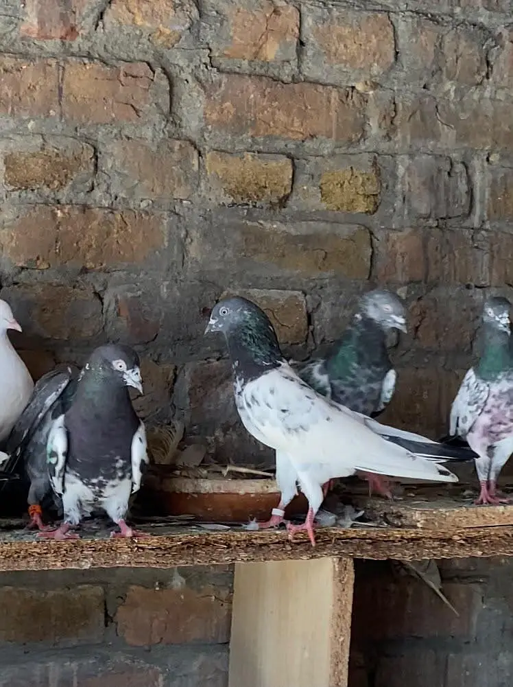 22 kabotar for sale achy kabotar hn — photo 3