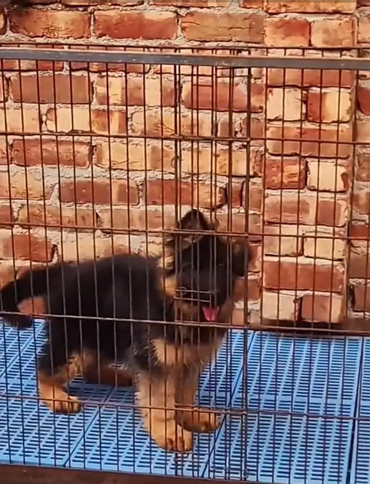 German Shepherd long coat puppies for sale my WhatsApp 03440066156 — photo 2