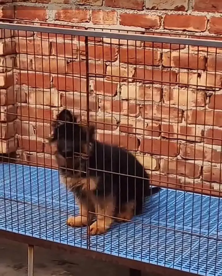 German Shepherd long coat puppies for sale my WhatsApp 03440066156 — photo 3