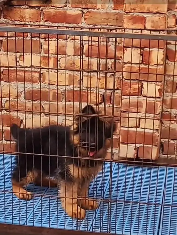 German Shepherd long coat puppies for sale my WhatsApp 03440066156 — photo 4