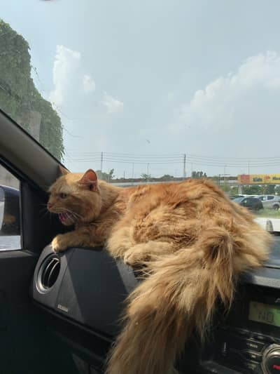 Persian cat for sale Male Persian