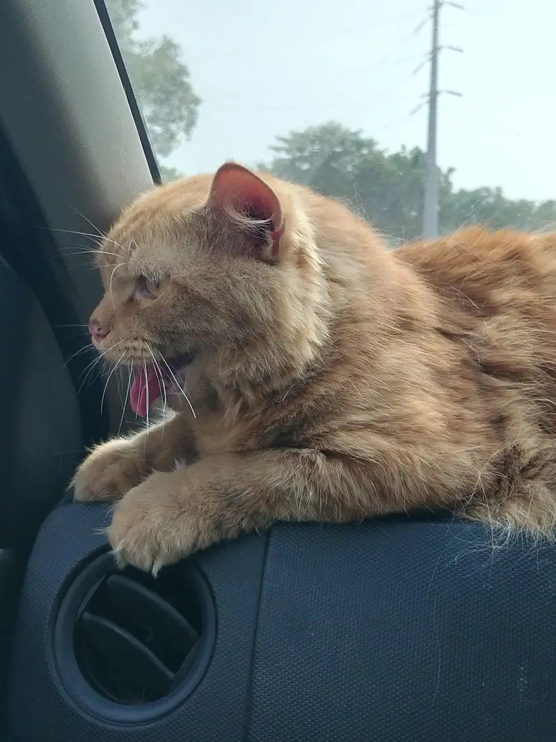 Persian cat for sale Male Persian — photo 2