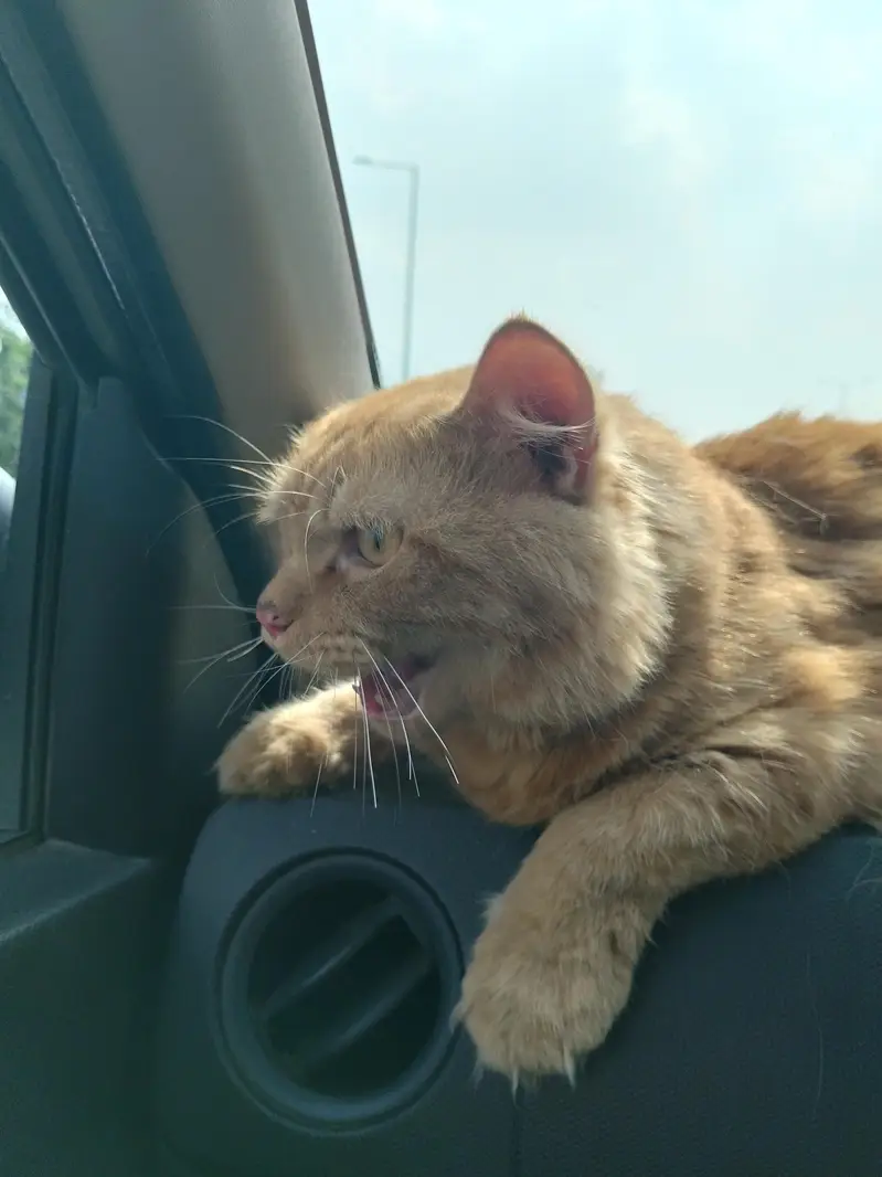 Persian cat for sale Male Persian — photo 3