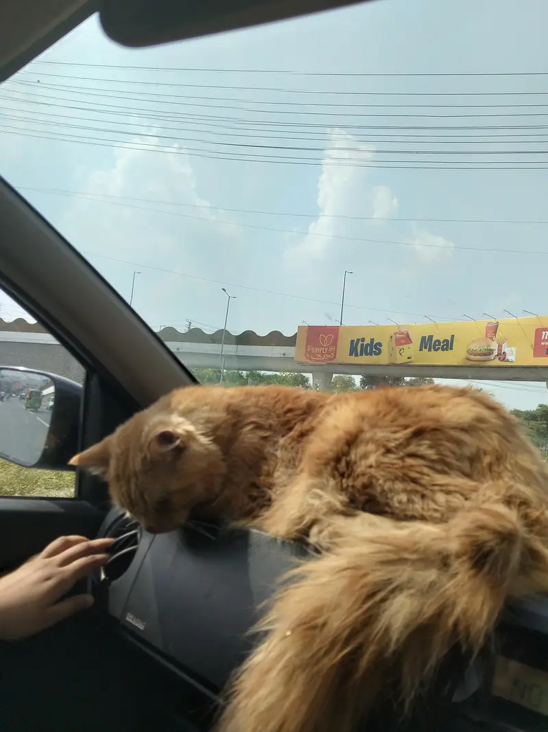 Persian cat for sale Male Persian — photo 5