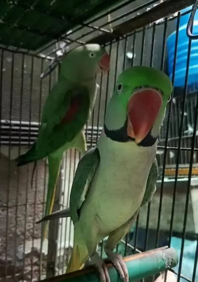 raw breeder pair for sale