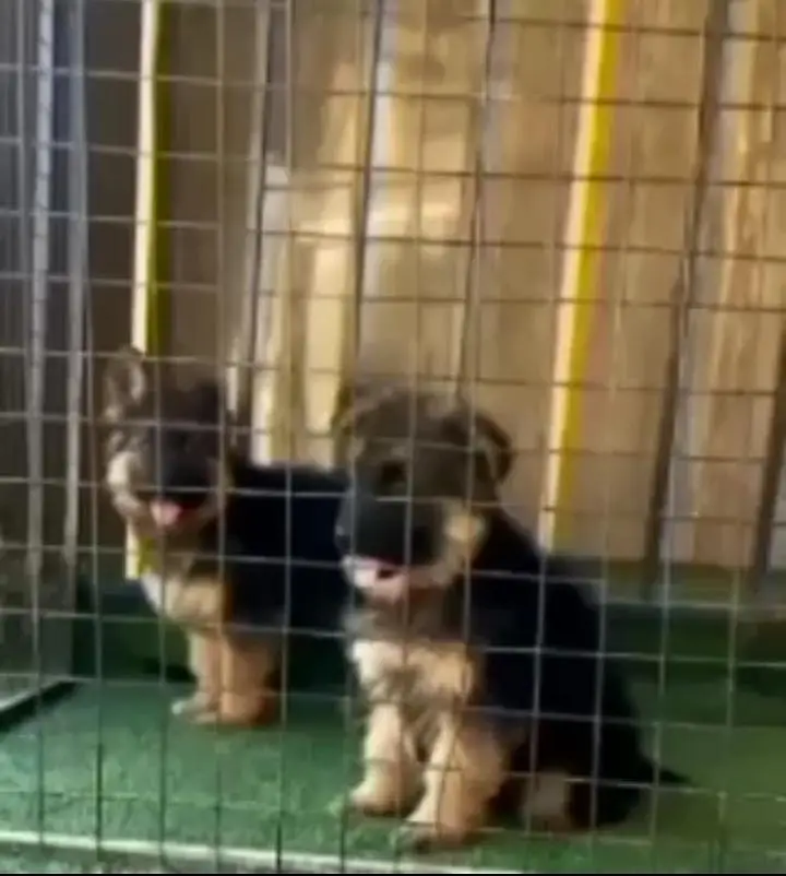 German Shepherd long coat puppies for sale my WhatsApp 03440066156 — photo 2