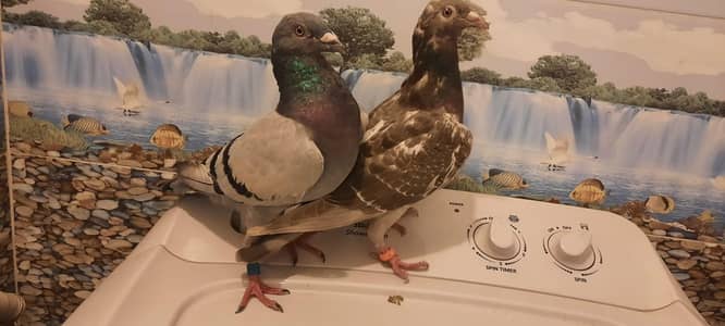 qasid pigeon o333::8482008:::