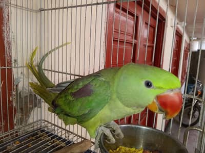 Raw Parrot