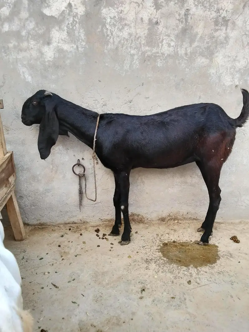 betal  asli. aor ek Rajan poari don fresh hen — photo 2