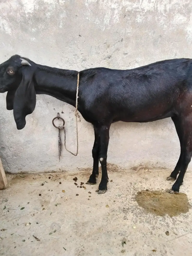 betal  asli. aor ek Rajan poari don fresh hen — photo 3