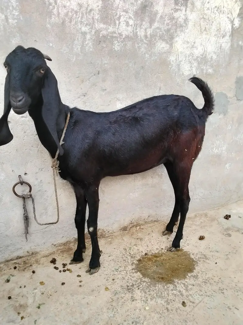 betal  asli. aor ek Rajan poari don fresh hen — photo 4