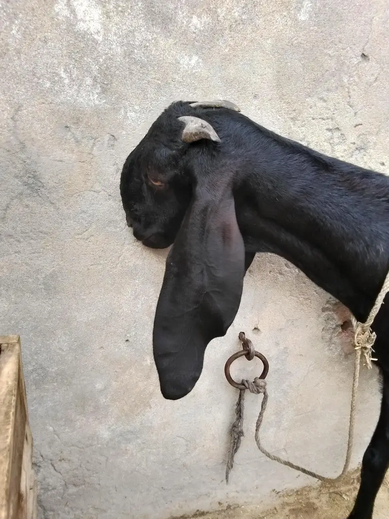 betal  asli. aor ek Rajan poari don fresh hen — photo 5