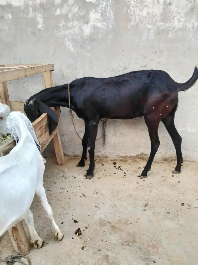 betal  asli. aor ek Rajan poari don fresh hen — photo 6