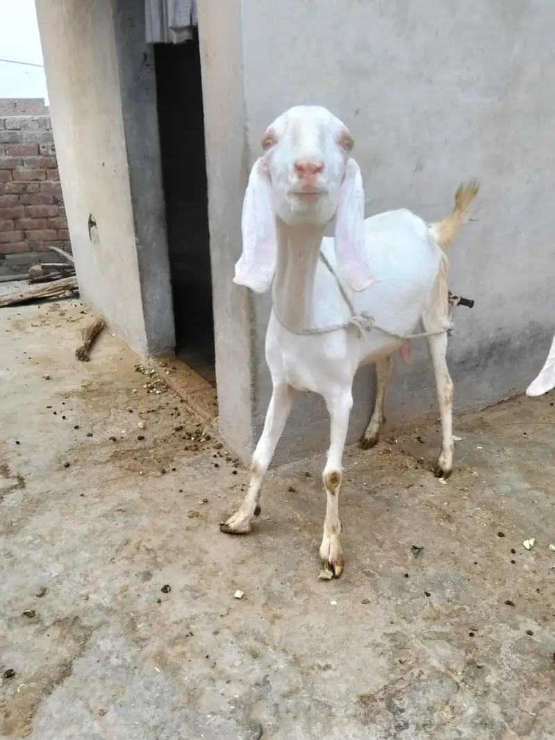 betal  asli. aor ek Rajan poari don fresh hen — photo 7
