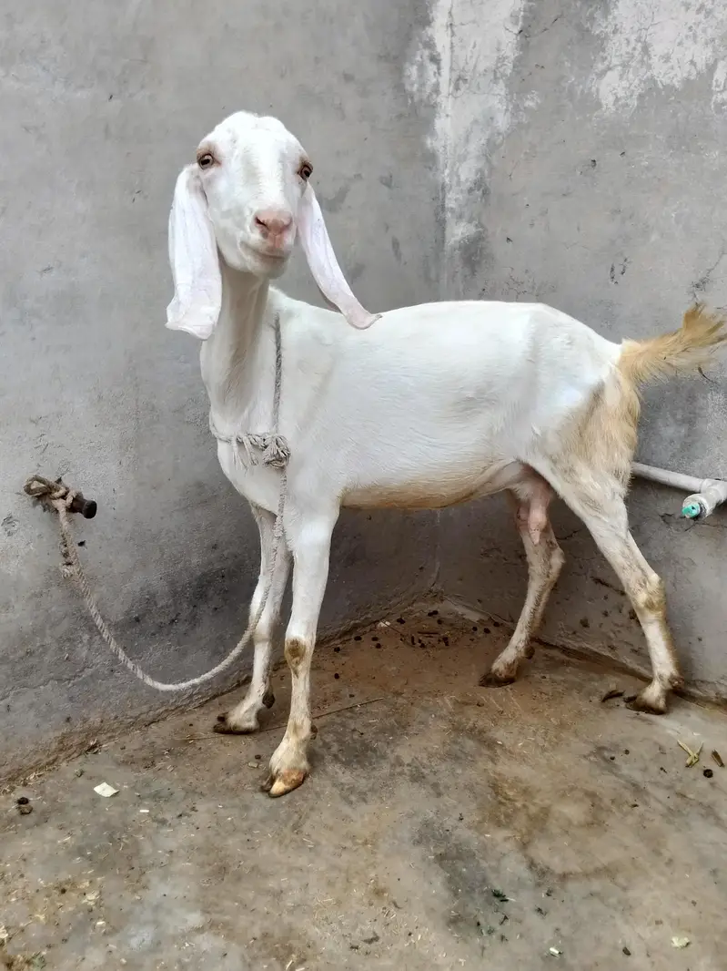 betal  asli. aor ek Rajan poari don fresh hen — photo 8