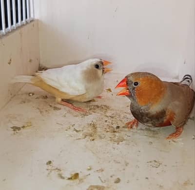 Mutation finch