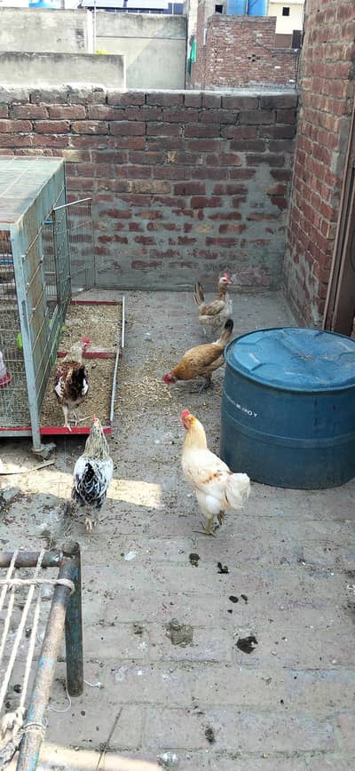 Golden Misri Egg Laying Hen