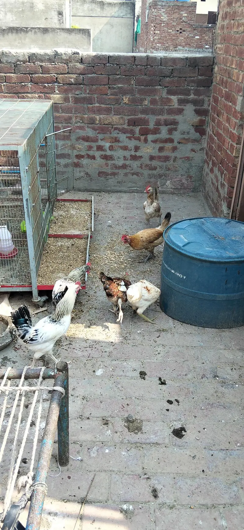 Golden Misri Egg Laying Hen — photo 2