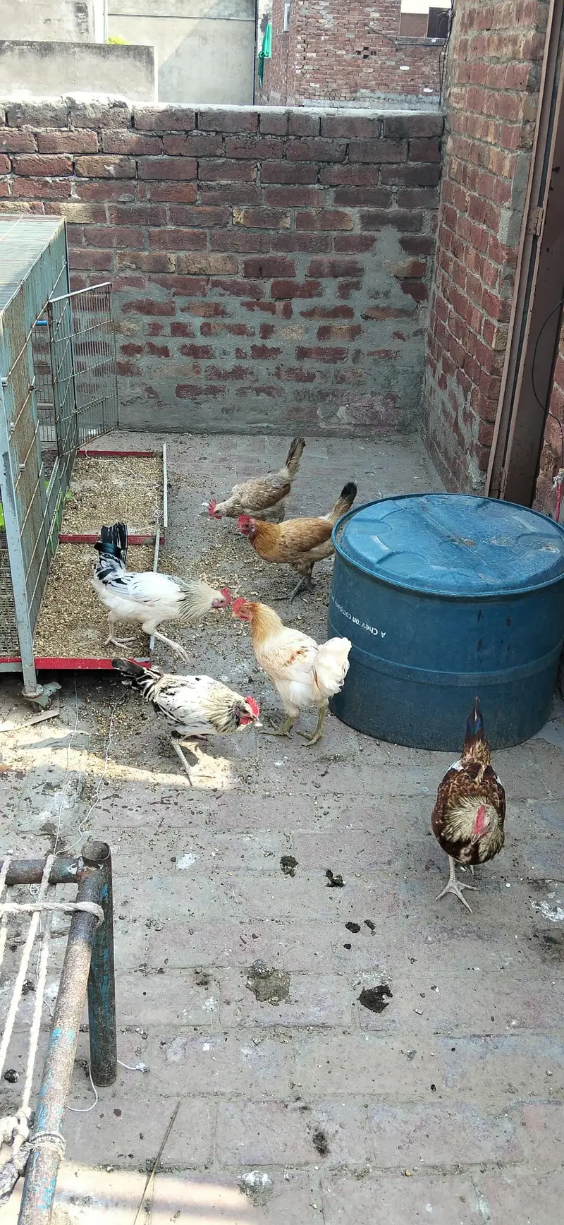 Golden Misri Egg Laying Hen — photo 3